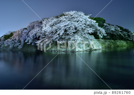 国宝彦根城の桜 国宝彦根城の桜 89261760