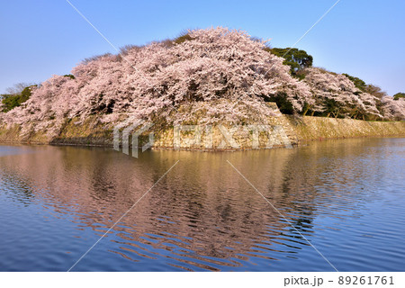 国宝彦根城の桜 国宝彦根城の桜 89261761