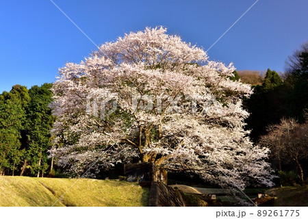 竹原地区の茶畑と淡墨桜 89261775