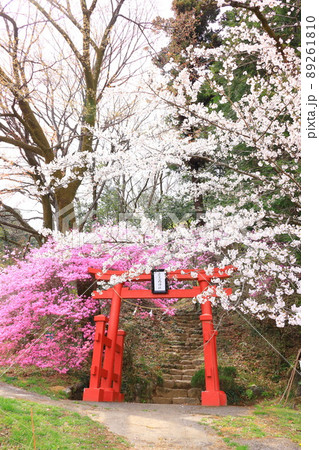 あきる野市 網代弁天山の桜 あきる野市 網代弁天山の桜 89261810