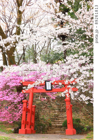 あきる野市 網代弁天山の桜 あきる野市 網代弁天山の桜 89261813