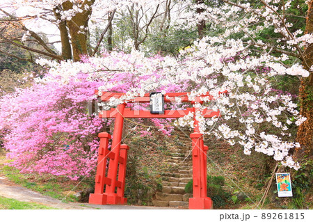 あきる野市 網代弁天山の桜 あきる野市 網代弁天山の桜 89261815