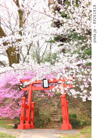 あきる野市 網代弁天山の桜 あきる野市 網代弁天山の桜 89261818