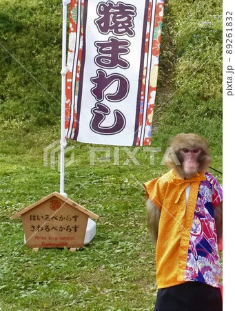 お猿さん お猿さん 89261832