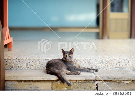 Wild cat on the streets of the Polis city, Cyprus. 89262001
