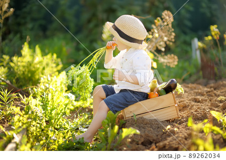 Happy little boy helps family to harvest of organic homegrown vegetables at backyard of farm. Child eating a fresh carrot and having fun. Healthy vegetarian food. Harvesting. 89262034