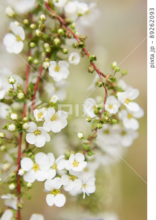 雪柳の花 雪柳の花 89262093