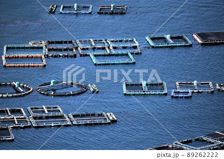 針尾公園からの風景　養殖いかだ群（日本の漁業：将来の姿がここに！）長島町鷹巣　出水郡　鹿児島県 89262222