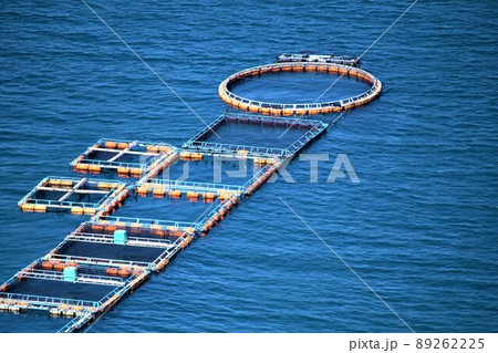 針尾公園からの風景 養殖いかだ群(日本の漁業:将来の姿がここに!)長島町鷹巣 出水郡 鹿児島県 針尾公園からの風景 養殖いかだ群(日本の漁業:将来の姿がここに!)長島町鷹巣 出水郡 鹿児島県 89262225