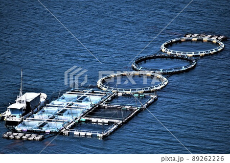針尾公園からの風景　養殖いかだ群（日本の漁業：将来の姿がここに！）長島町鷹巣　出水郡　鹿児島県 89262226