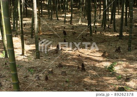 筍が頭を出す 89262378