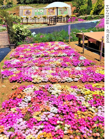 夢追い長島花フェスタ(幸せの鐘を鳴らすのは貴方！） 風車公園　長島町　出水郡　鹿児島県　 89262454