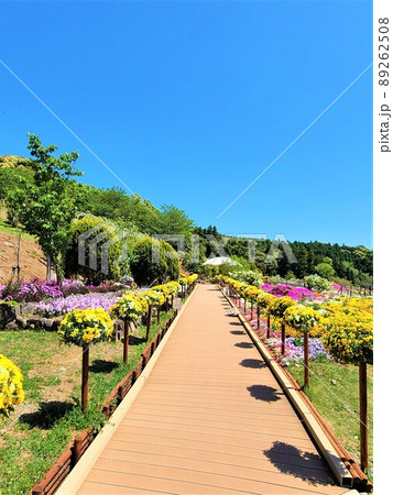 夢追い長島花フェスタ(花のプロムナード) 風車公園 長島町 出水郡 鹿児島県 夢追い長島花フェスタ(花のプロムナード) 風車公園 長島町 出水郡 鹿児島県 89262508