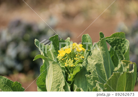 咲き始めた菜の花 89262673