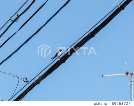 【鳥】電線の上のつばめ 【鳥】電線の上のつばめ 89262727