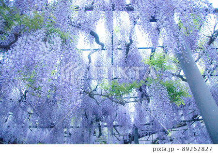 竹鼻別院の藤 89262827