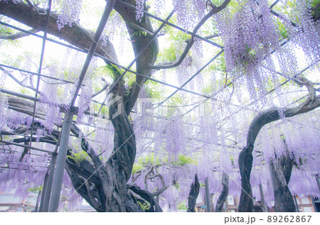 竹鼻別院の藤 89262867