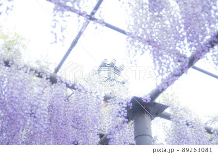 竹華別院の藤 竹華別院の藤 89263081