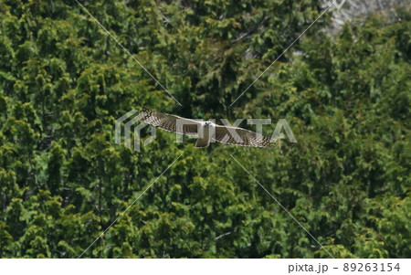 グリーンバックに白さ際立つクマタカ幼鳥 89263154