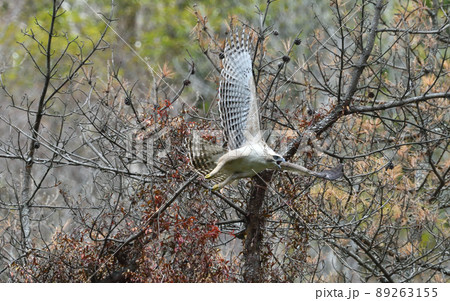 クマタカ幼鳥の飛び出し 89263155