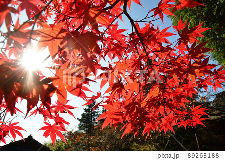 紅葉イメージ 89263188