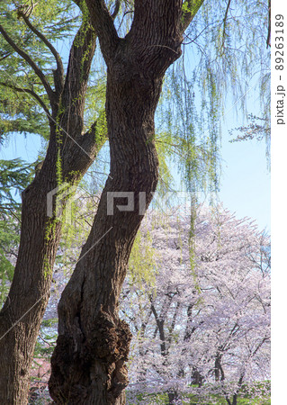 枝垂れ柳の巨樹と満開の桜　霞城公園　山形県 89263189