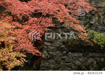 石積みと紅葉 石積みと紅葉 89263239
