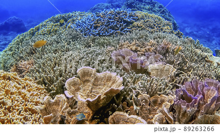 沖縄　阿嘉島のニシハマビーチ　水中写真 89263266