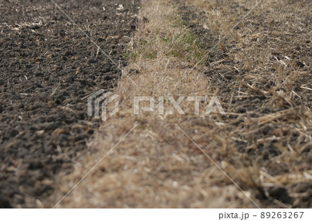 枯草に覆われた田んぼのあぜ道 89263267