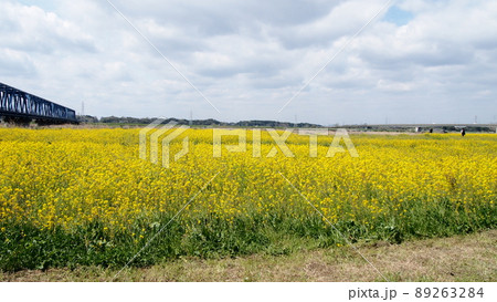 久慈川河口付近の菜の花畑 久慈川河口付近の菜の花畑 89263284
