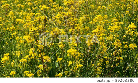 久慈川河口付近の菜の花畑 久慈川河口付近の菜の花畑 89263286