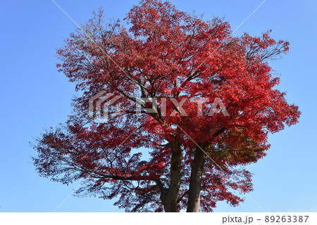 小峰城跡へ行きました　　＃27 89263387