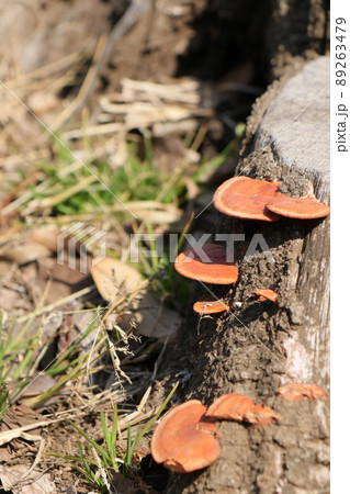 キノコの生えた古い切り株 キノコの生えた古い切り株 89263479
