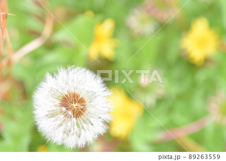タンポポの穂 タンポポの穂 89263559