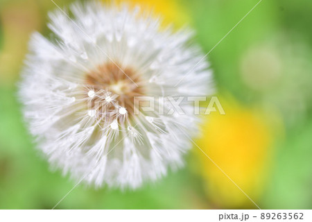 タンポポの穂 タンポポの穂 89263562