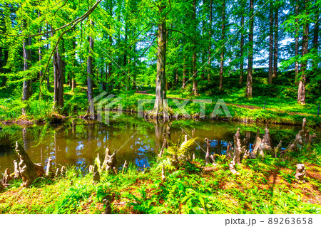 ラクウショウの気根と池 89263658