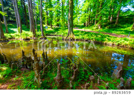 ラクウショウの気根と池 89263659