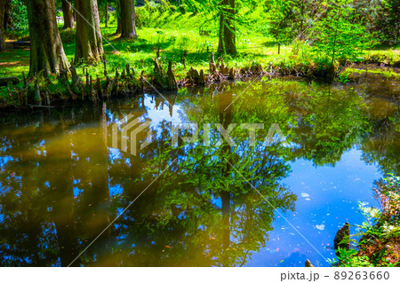 ラクウショウの気根と池 89263660