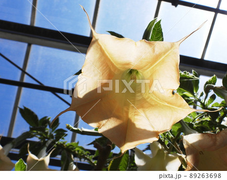 エンジェルス・トランペット・ツリー Angel's Trumpet Tree エンジェルス・トランペット・ツリー Angel's Trumpet Tree 89263698
