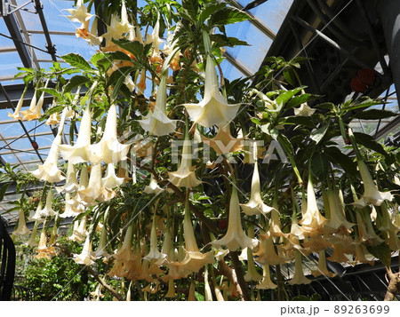 エンジェルス･トランペット・ツリー　Angel's Trumpet Tree 89263699