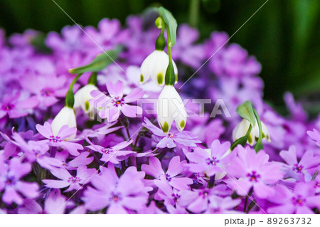 芝桜に埋もれそうなスノーフレイク 89263732