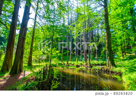 ラクウショウの気根と池 ラクウショウの気根と池 89263820