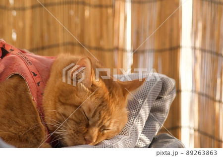 お気に入りのマットレスの上で昼寝する猫 お気に入りのマットレスの上で昼寝する猫 89263863