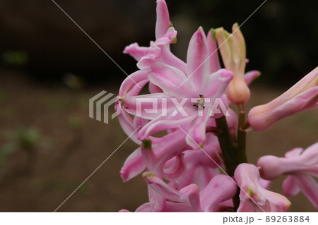 クローズアップ撮影したヒヤシンスの花 クローズアップ撮影したヒヤシンスの花 89263884