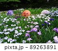 徳川園の菖蒲 89263891