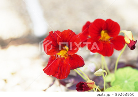 ナスタチウム Nasturtium ナスタチウム Nasturtium 89263950