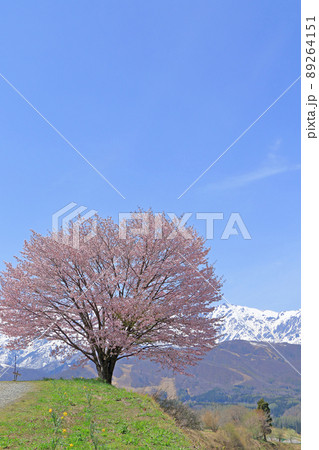 白馬の春　野平の一本桜と北アルプス 89264151