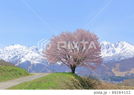 白馬の春　野平の一本桜と北アルプス 89264152