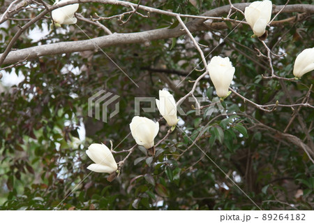 木蓮の白花【暗い背景】 木蓮の白花【暗い背景】 89264182