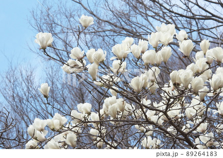 木蓮の白花【青空背景】 89264183